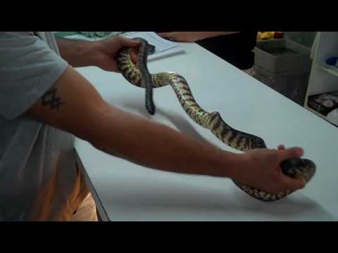 FEMALE BLACKHEAD PYTHON!