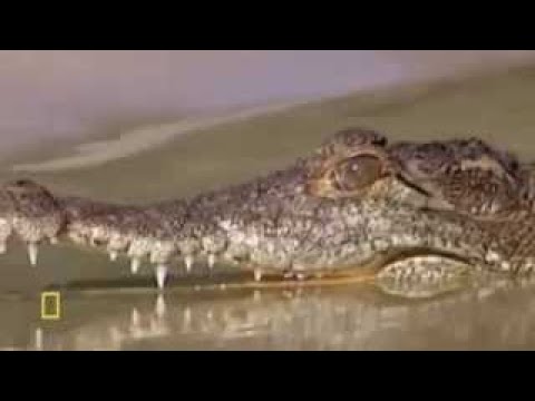 Download Animal Documentary National Geographic Crocodile vesves Shark Face to Face PREDATOR BAY