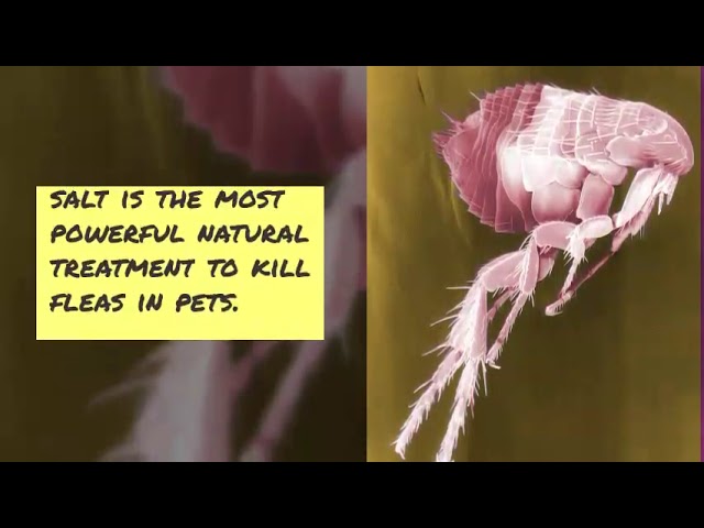 Fleas In Carpet The Best Way To Get Rid Of Them Fast You