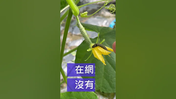 斜紋夜盜蛾，長得很像秋行軍蟲，該如何防治？ - 天天要聞