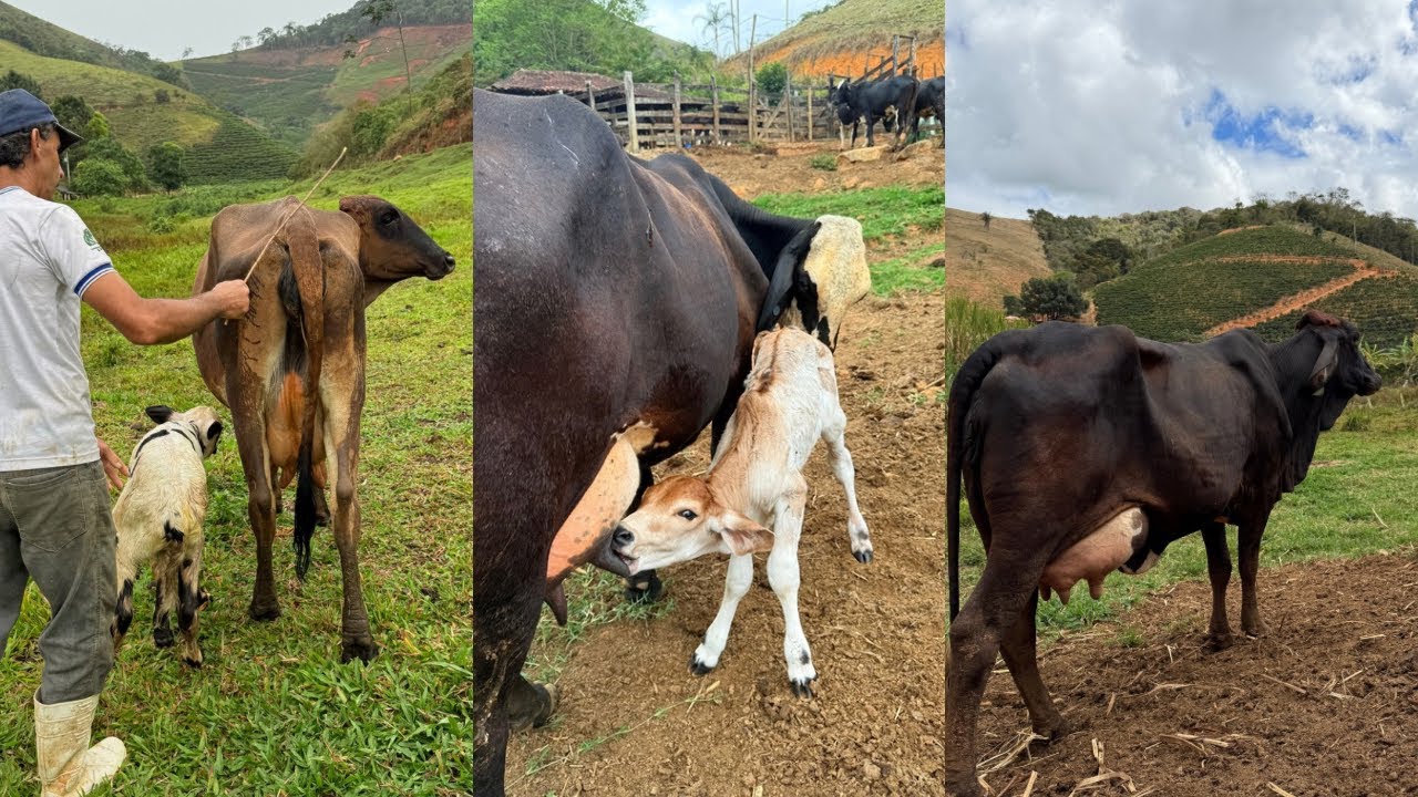 Agora é hora de investir em vaca leiteira?