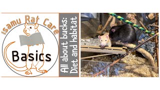 All about bucks: Diet and habitat by Isamu Rat Care 3,559 views 3 years ago 13 minutes, 37 seconds