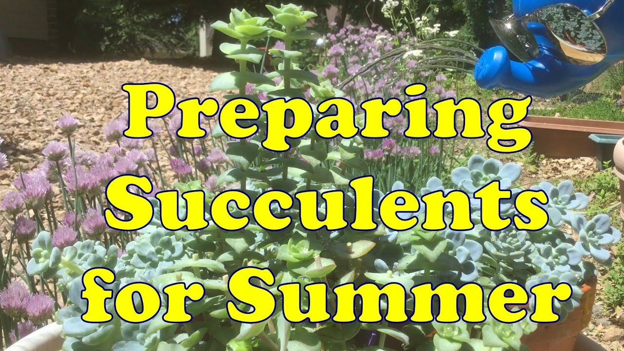 Preparing Succulents for Summer 🌵😎