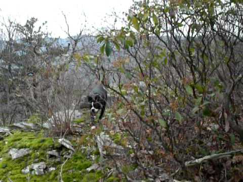 Hiking with Sheila and Max: Up the west end of Hanky Mountain, Nov 24 2009