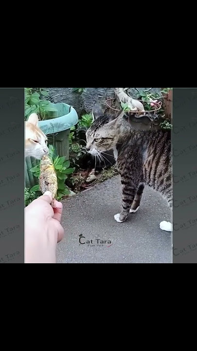 Hilarious, separating angry cats using fish #funnycats #cats #funny