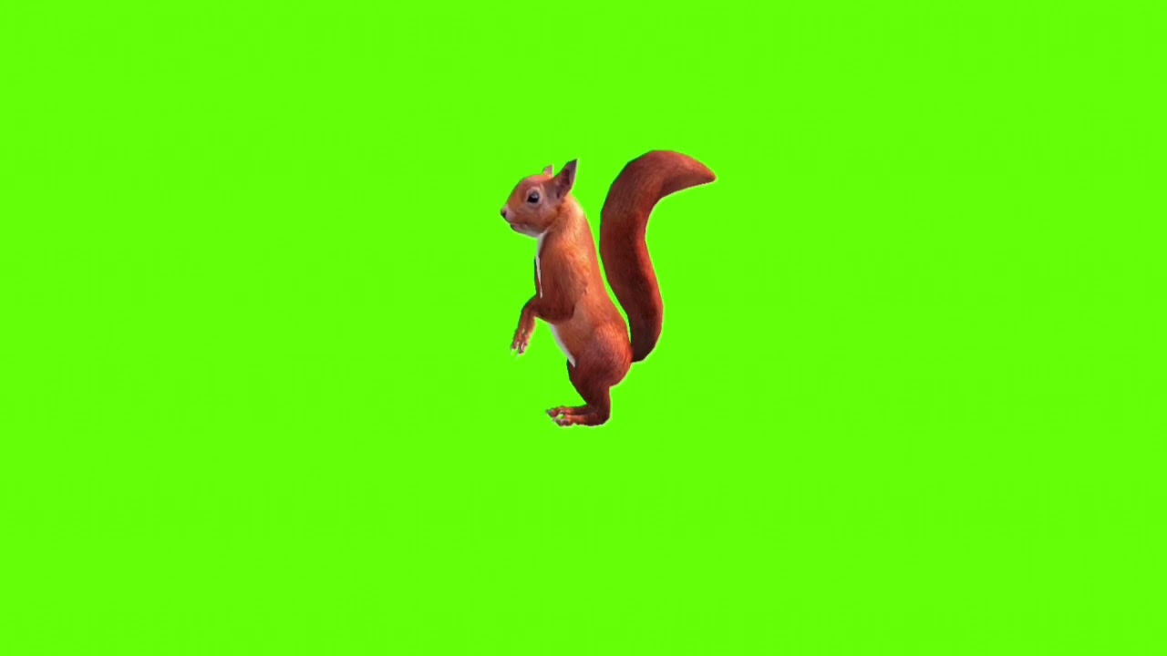 Stand and look around squirrel green screen।cartoon green screen।ostad animation