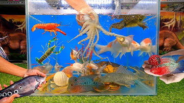 Tổng hợp các video cá cảnh đẹp, động vật dễ thương, bạch tuộc, ếch, cá rồng, cá rắn, cá la hán