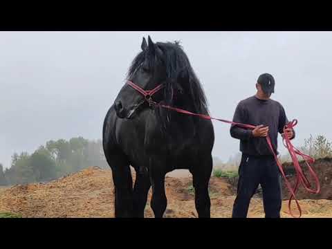 Video: Hypoallergenic, Kesihatan Dan Jangka Hayat Baka Kuda Ireland