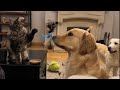 Golden retrievers try to steal cat toy  who will win