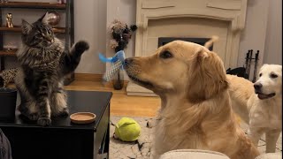 Golden Retrievers React To Kitten Playing! (WH Is Smarter!!!)