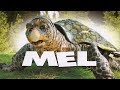 Mon ami mel  film complet jeunesse en franais