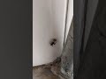 Australian spider paralyses fly