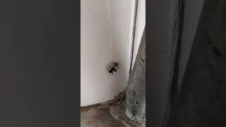 Australian Spider Paralyses Fly