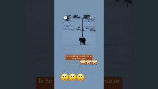 #illusion #horse #clever #trickery #cool