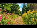 Virtual Cycling Through Wildflowers Forest Ride To A Sea Of Hydrangeas Slow TV 4K