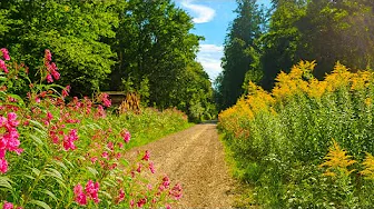 Virtual Cycling Through Wildflowers 🌸 Forest Ride to a Sea of Hydrangeas | Slow TV 4K