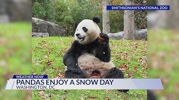 New giant pandas enjoy first snow of the season at National Zoo