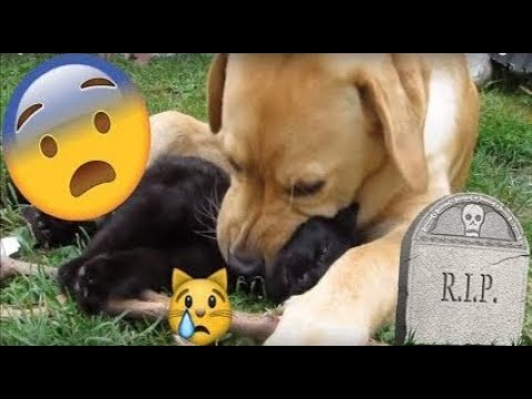 DOG  EATS CAT ALIVE 😭😭😭😭😭 CAT IS KILLED