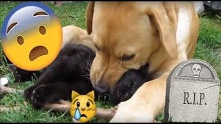 DOG EATS CAT  BONES CRACKING