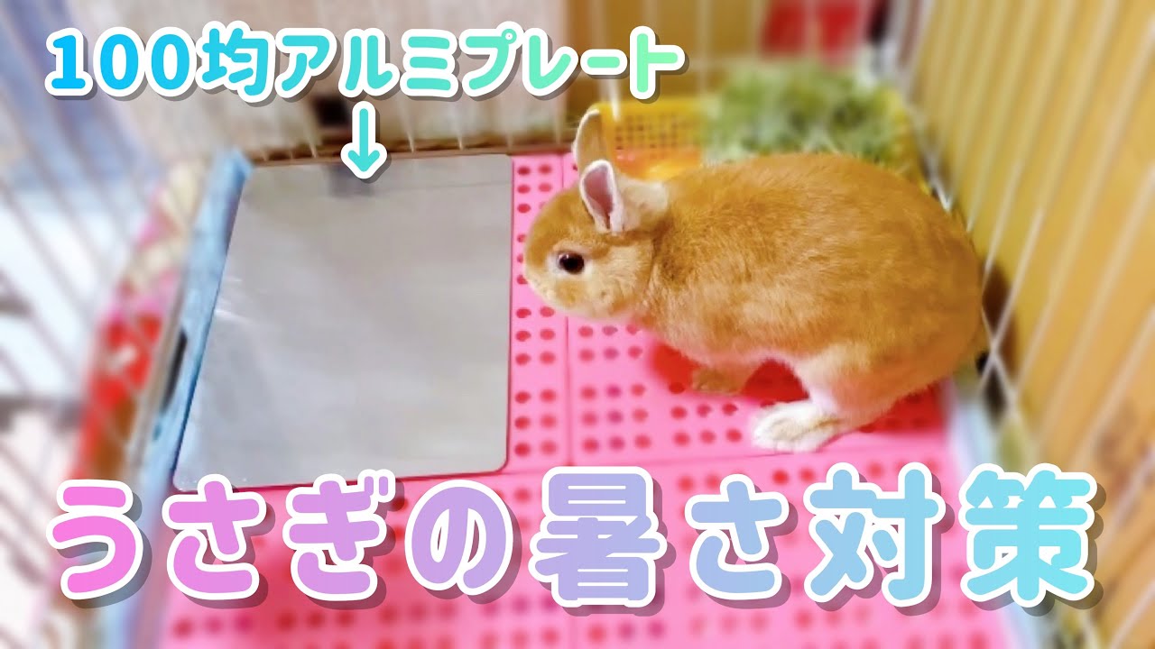 初めての夏 うさぎさんに100均で ひんやりグッズ 買ってきた Youtube