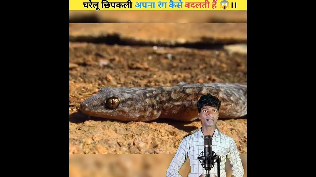 lizard-facts-in