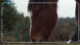 Ev Road Trip Bmw I3 Ev Ala Insurance New Forest