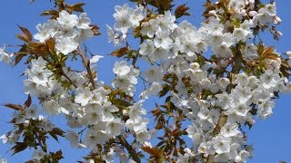 Prunus 'Taihaku' video