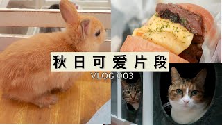 上海VLOG | 网红兔咖打卡 | 逛公园最解压 | 有猫治愈生活 | 宅女做饭日常：秋天限定栗子鸡 + 简易饭团+ 低配pizza | 万物可爱，愿治愈焦虑  | 舒缓慢生活，换季大整理 by 丸丸的日常 189 views 3 years ago 13 minutes, 50 seconds