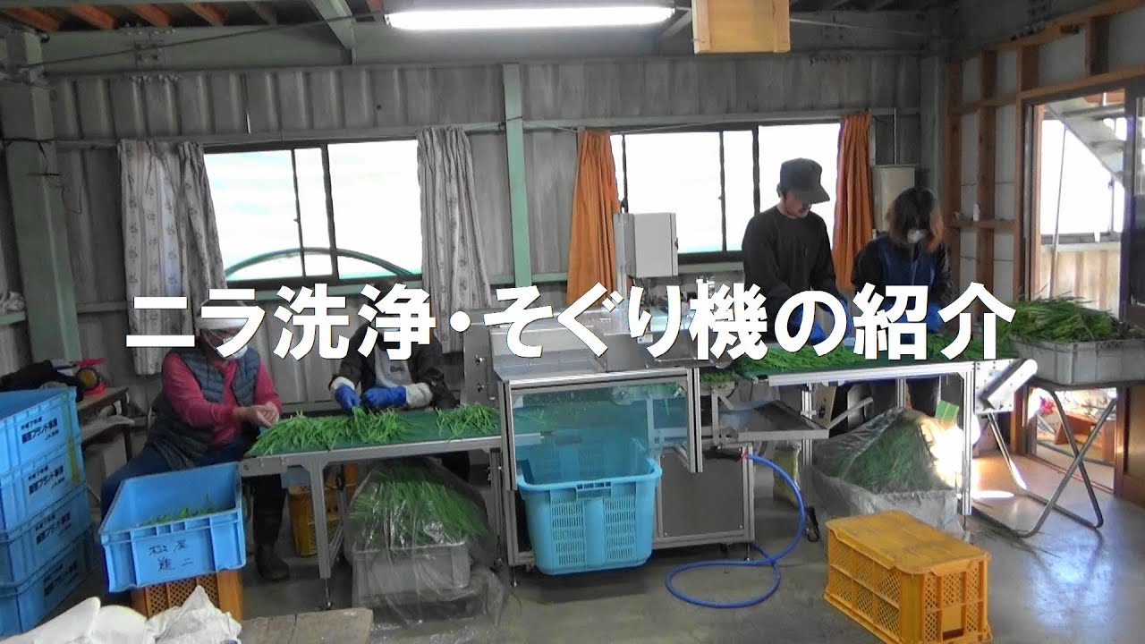 ニラ洗浄・そぐり機紹介 - YouTube