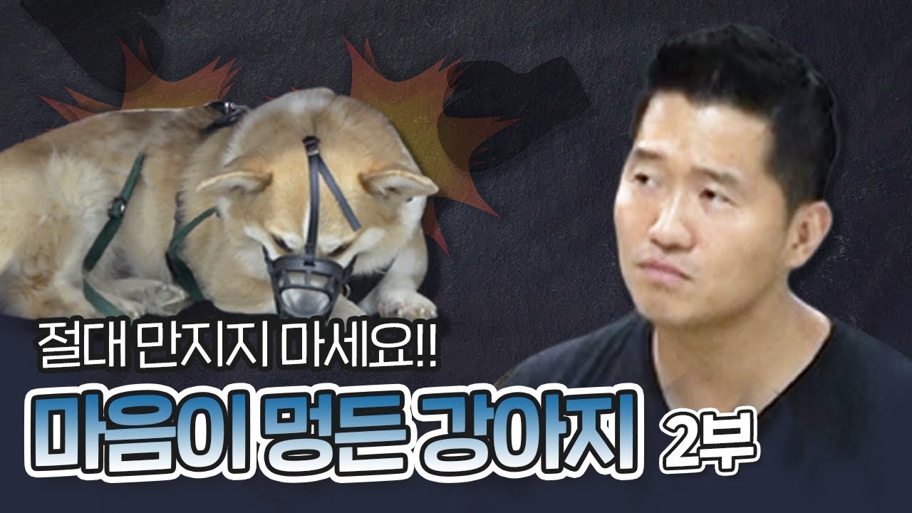 학대의 트라우마일까? 유기견 웰시 코기 이낙이 2부｜내 강아지의 공격성 The aggression of my dog