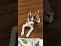 Daisy is so happy to have 200 new friends watching her grow up ❤️#shorts #shortvideo #cute #puppy