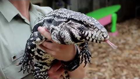 Exploring Australian Reptile Park