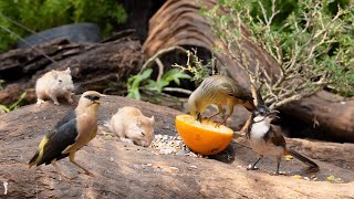 Cat TV for Cats to Watch 😺 Funny \& Cute Squirrels Chipmunks and Birds 🐿 8 Hours 4K HDR
