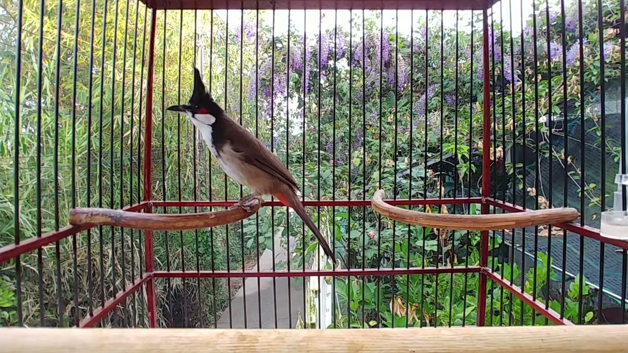 Chào mào hót sáng kích bổi