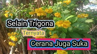 bunga vegetasi lebah klanceng yg berbunga tanpa musim