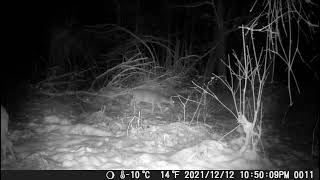 deer in the snow trail cam by Tony Lane 52 views 1 year ago 31 seconds