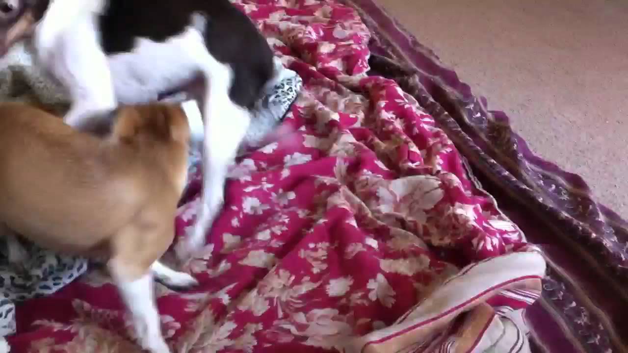 Rat Having a Seizure YouTube