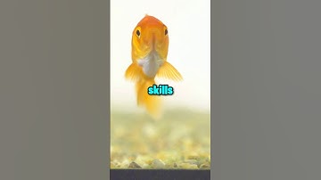 How Long do Goldfish Memories Last?