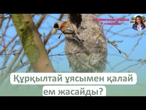 Video: Калкты кайда колдонуу керек?