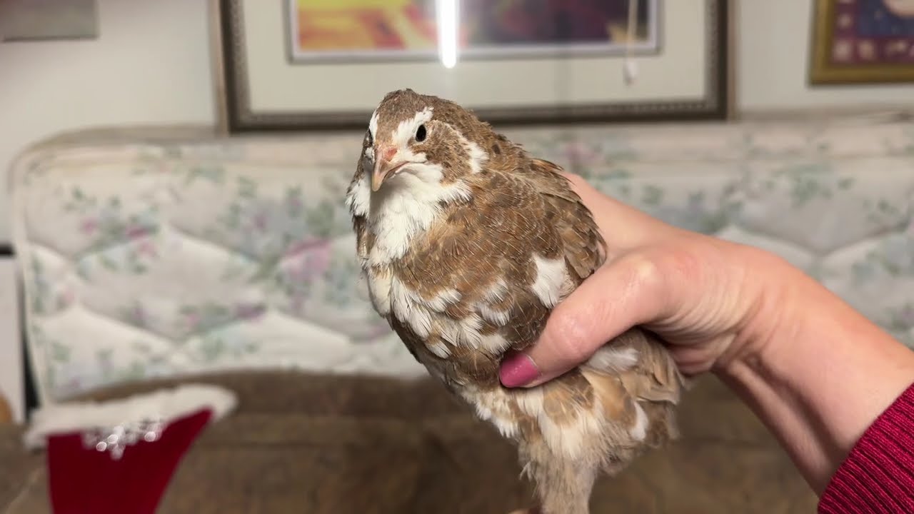 🚁Учу летать перепелку😁. Собираю яйца, уборка🧹