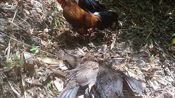 dib qaib qus dib tau ib tug poj qaib qus dub txawv kawg li 2024