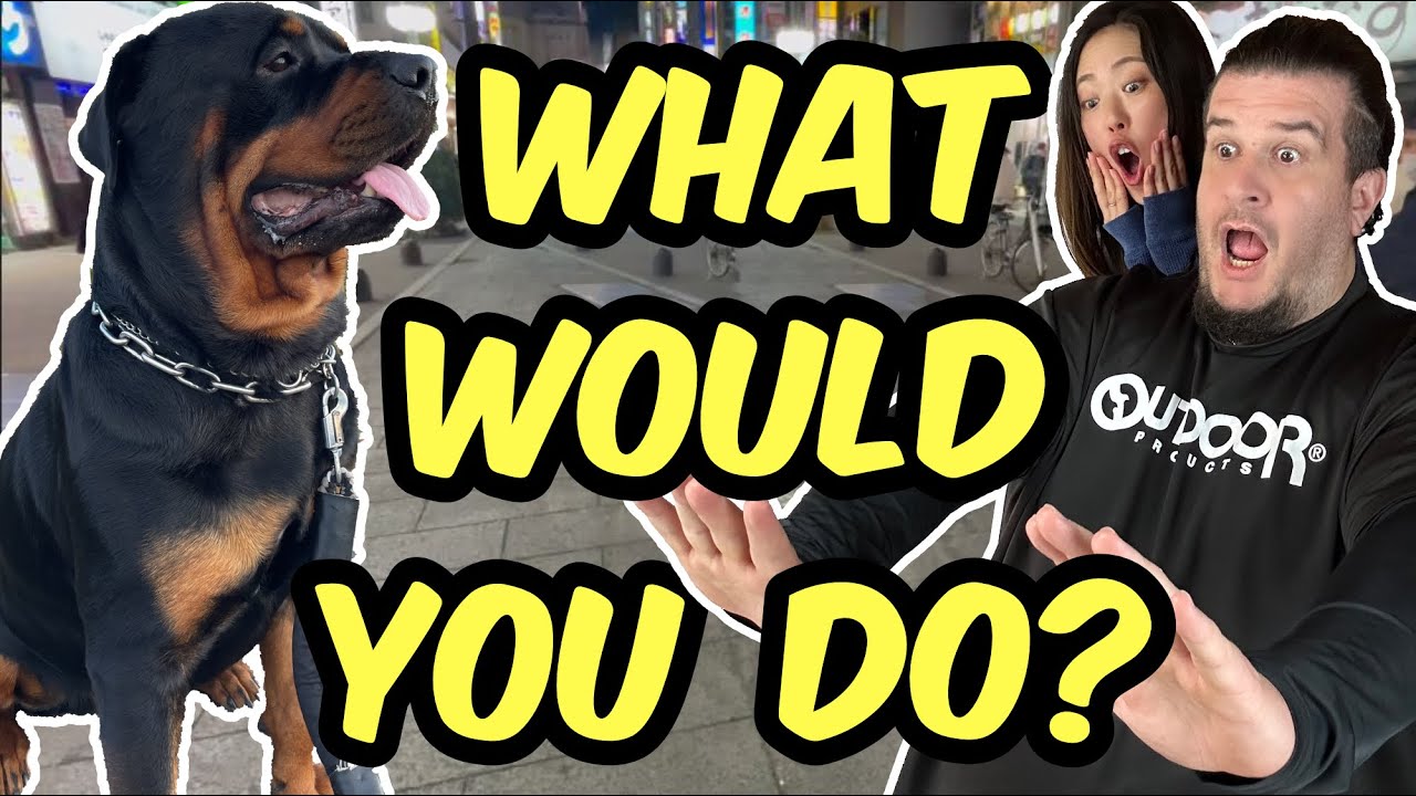 Big rottweilers in Tokyo! Would You Hug or Run?