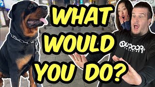 Big Rottweilers In Tokyo Would You Hug Or Run?