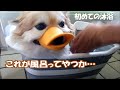 コタ今度はお風呂で獣臭消される&オトンの足がムカつくねん!【沐浴編】