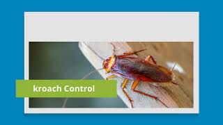 Pest Control - Parramatta
