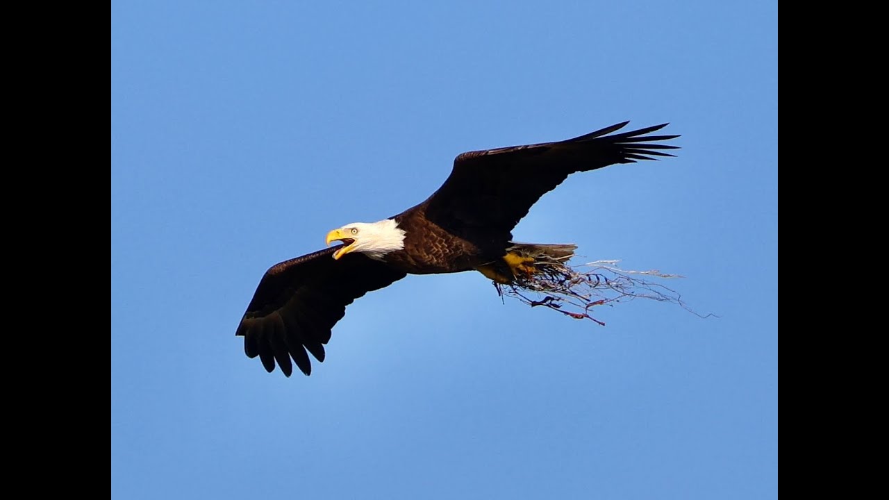 Eagle Tower Camera 2