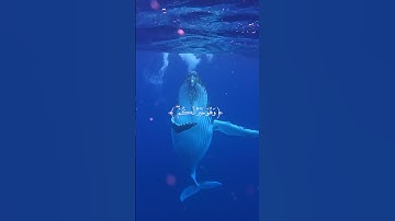 وَعَسَىٰ أَن تَكْرَهُوا شَيْئًا وَهُوَ خَيْرٌ لَّكُمْ... #سورة_البقرة #فارس_عباد