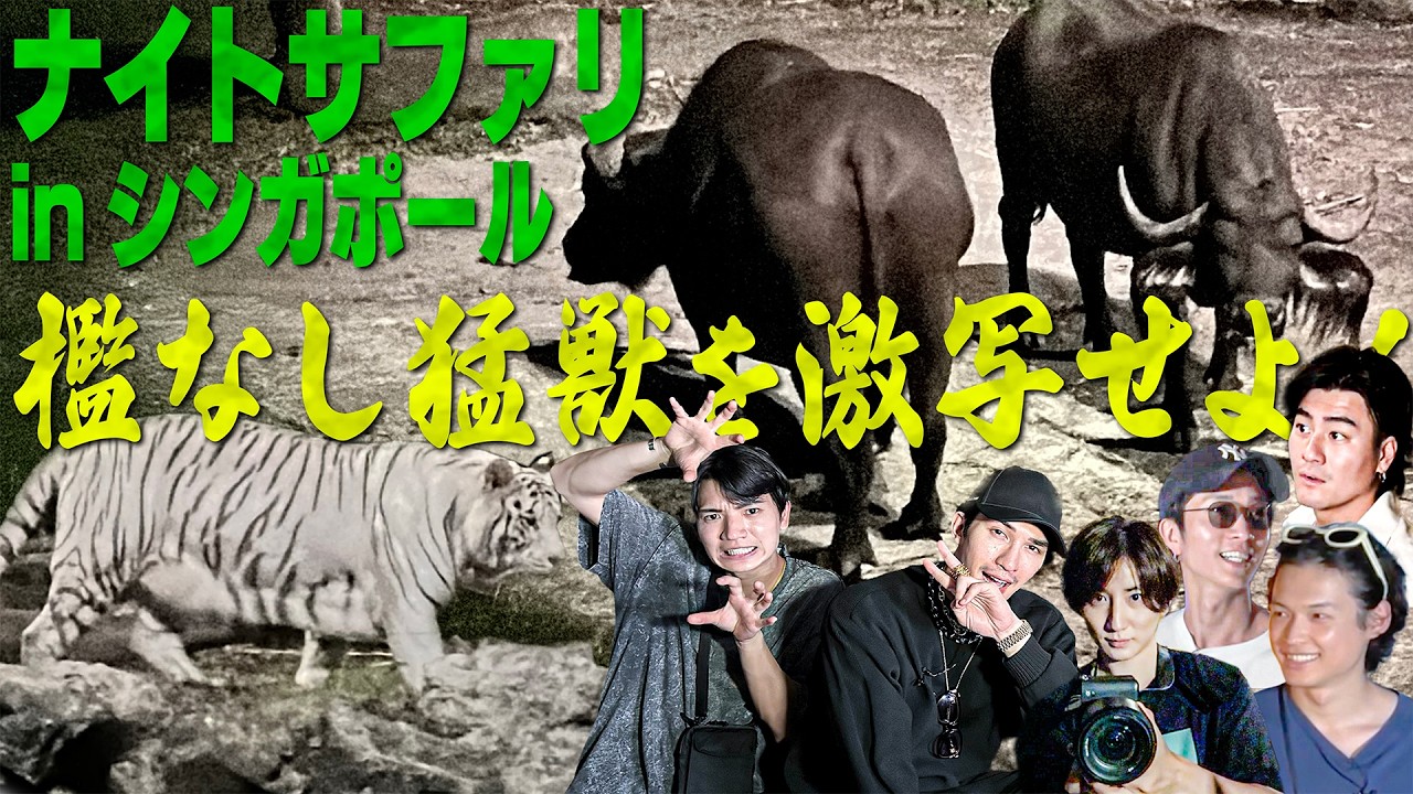 SixTONES【ヤバい💦檻なし窓なし動物園】ナイトサファリで猛獣を激写inシンガポール