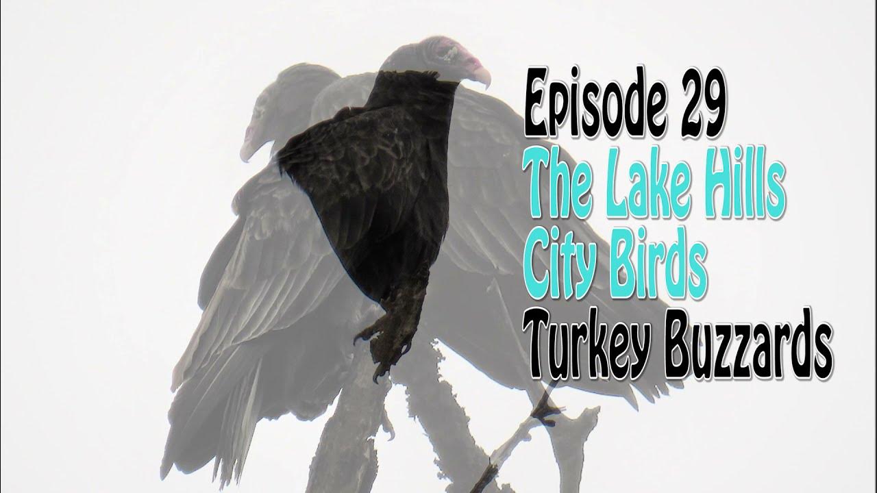 Episode 29 Turkey Buzzards YouTube
