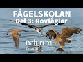 Välkommen till fågelskolan - Del 3 - Rovfåglar